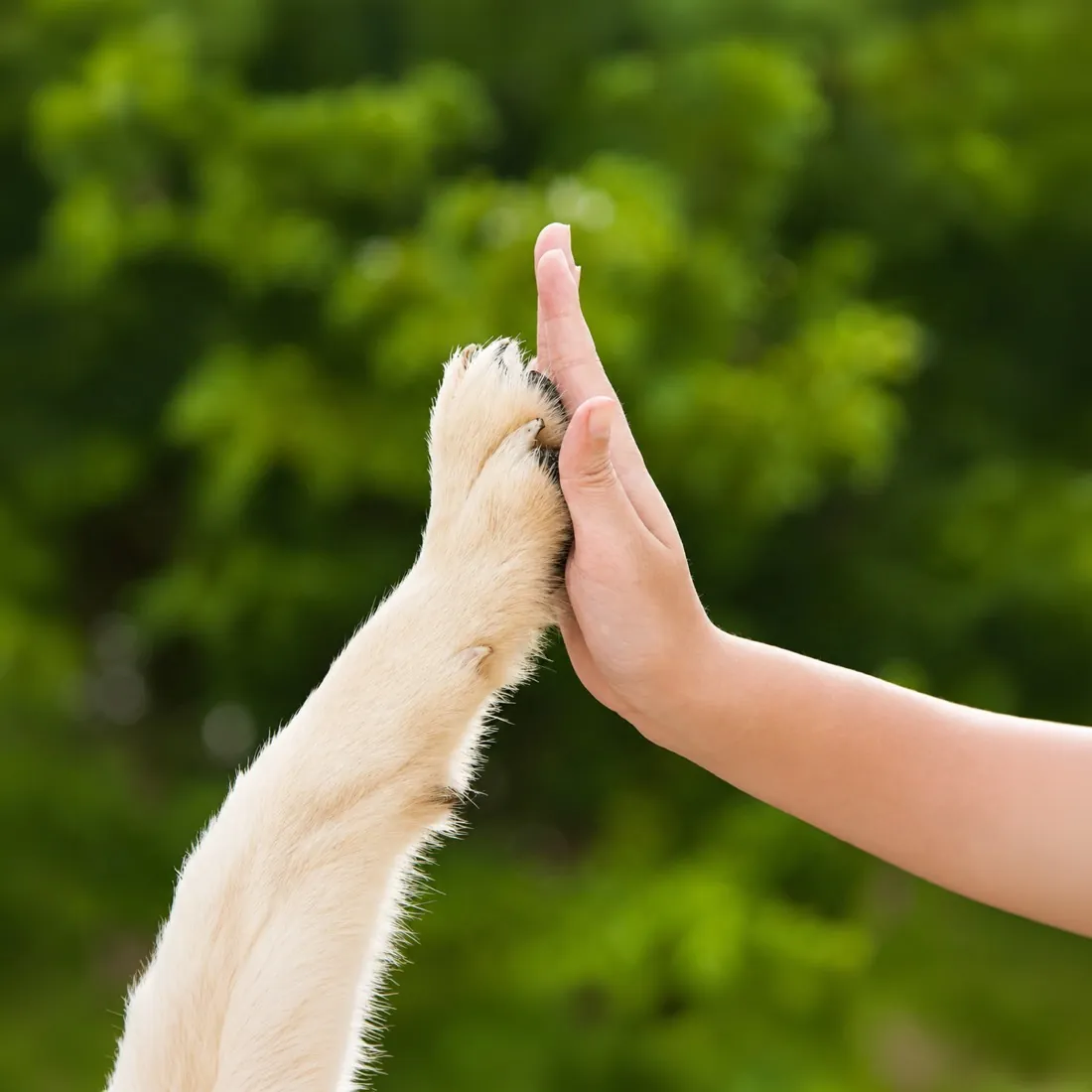 Qué hacer con las cenizas de tu mascota, ideas de Regazo