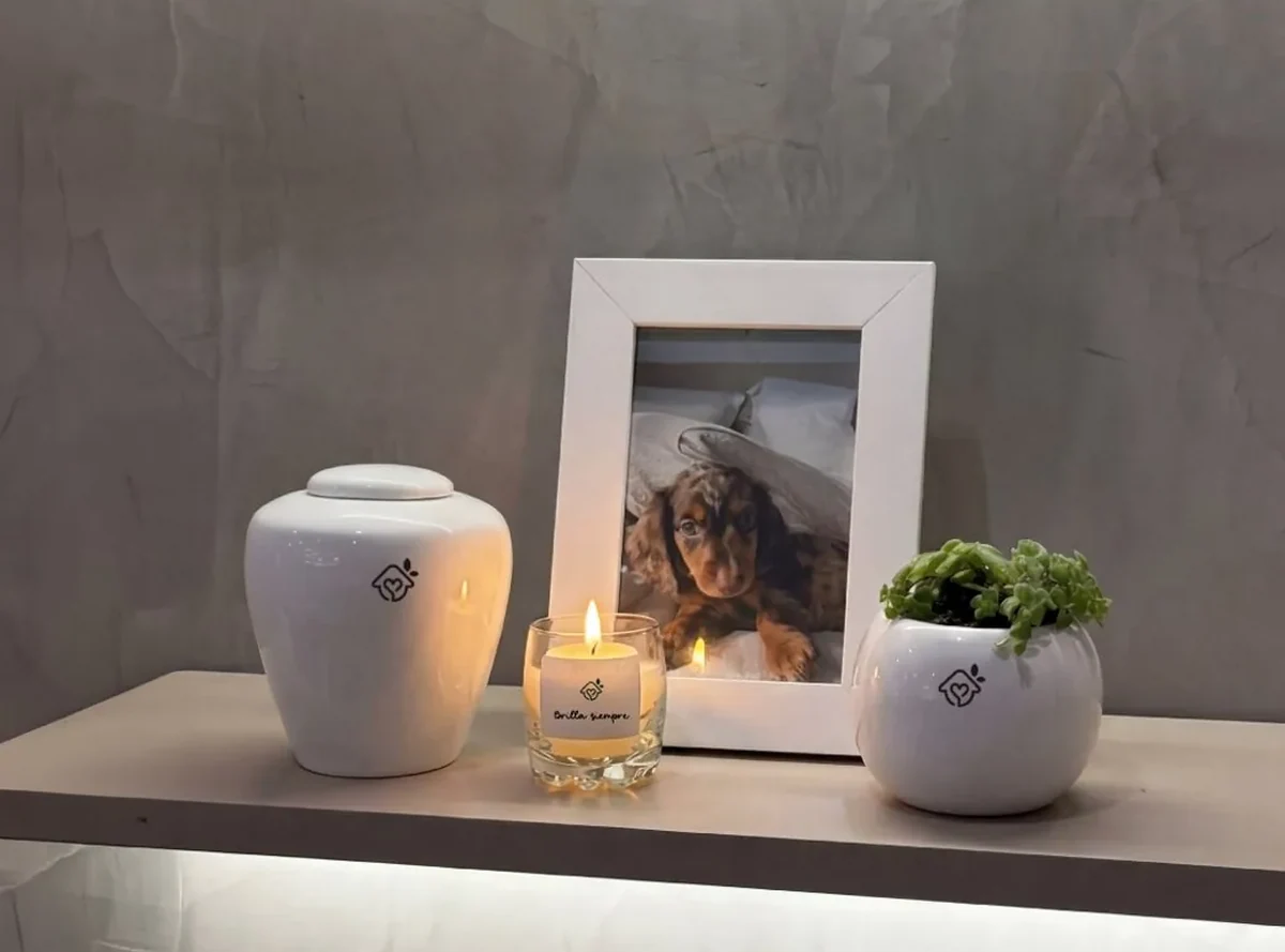 Urna de cerámica de Regazo sobre la repisa de una casa, con la vela encendida, la maceta con planta y el cuadro con la foto de un perro salchicha
