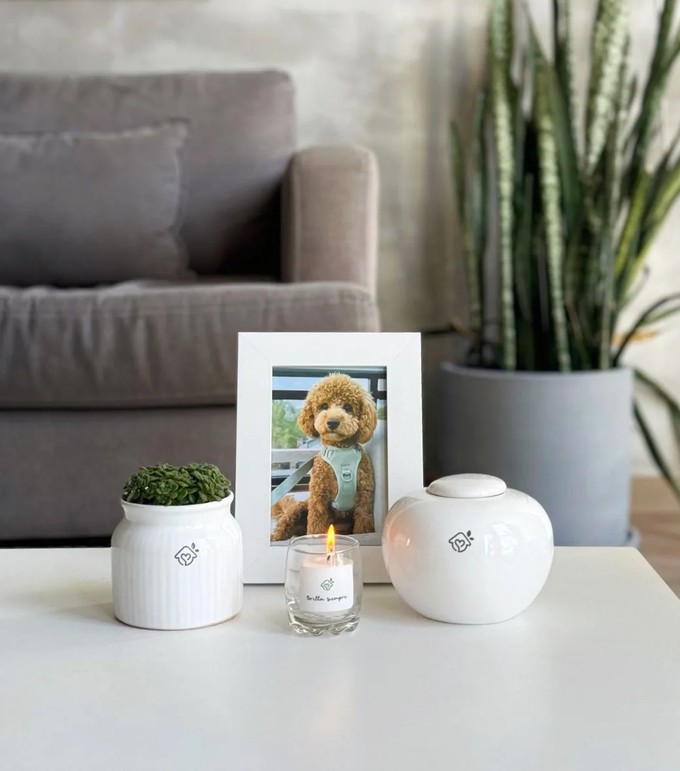 Urna de cerámica de Regazo junto al cuadro con la foto de un caniche y la maceta con planta, en la sala de una casa
