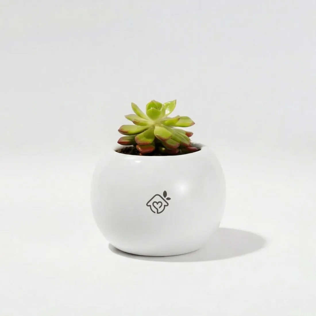 Maceta Esfera, redonda, con su planta