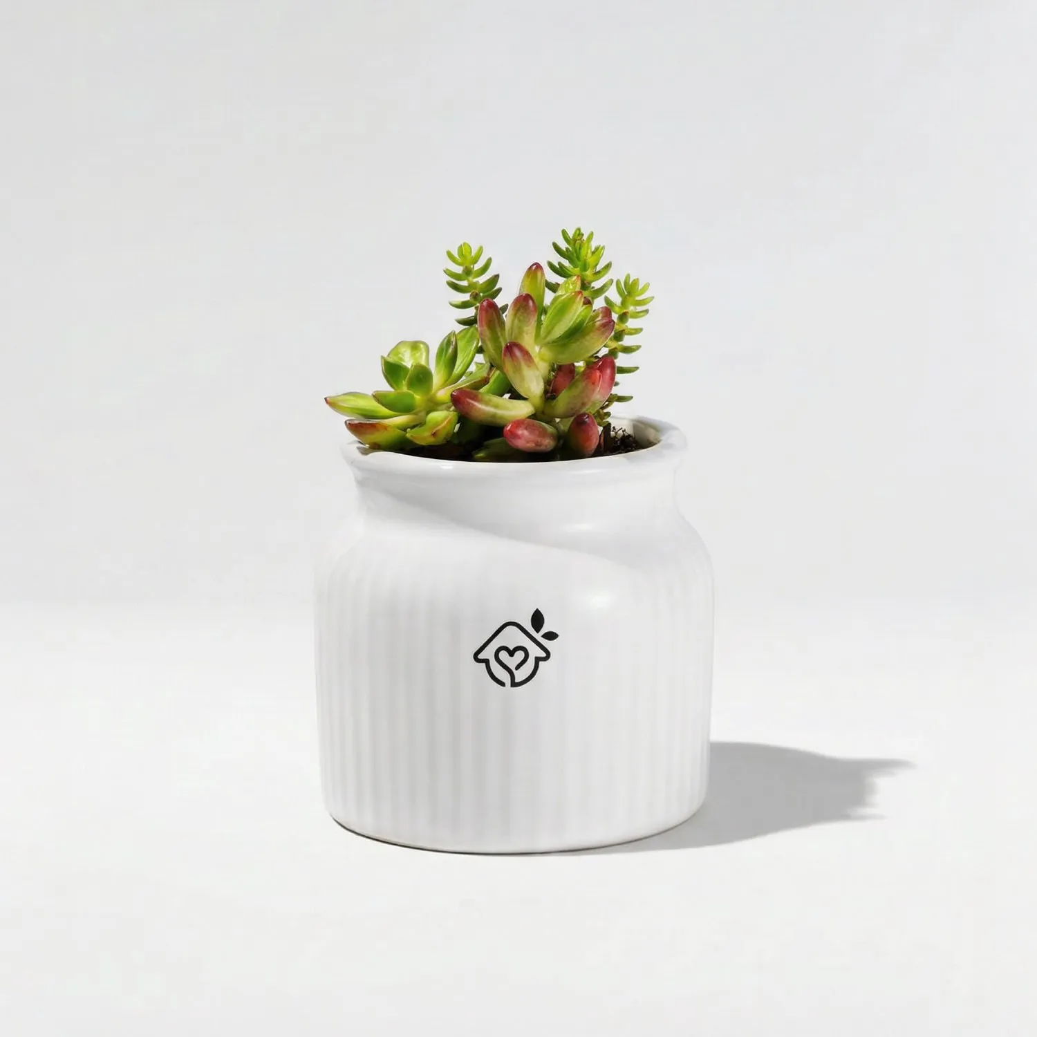 Maceta Luz, acanalada, con su planta