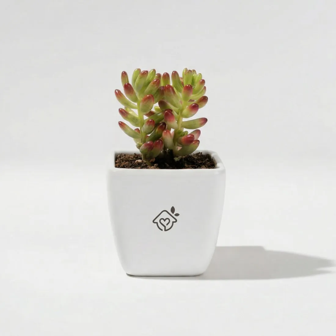 Maceta Vida, cuadrada, con su planta
